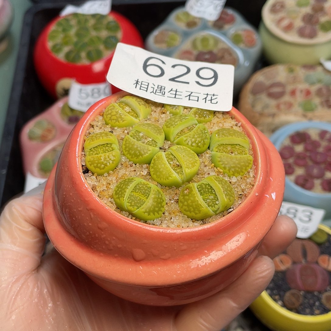 相遇生石花专拍629