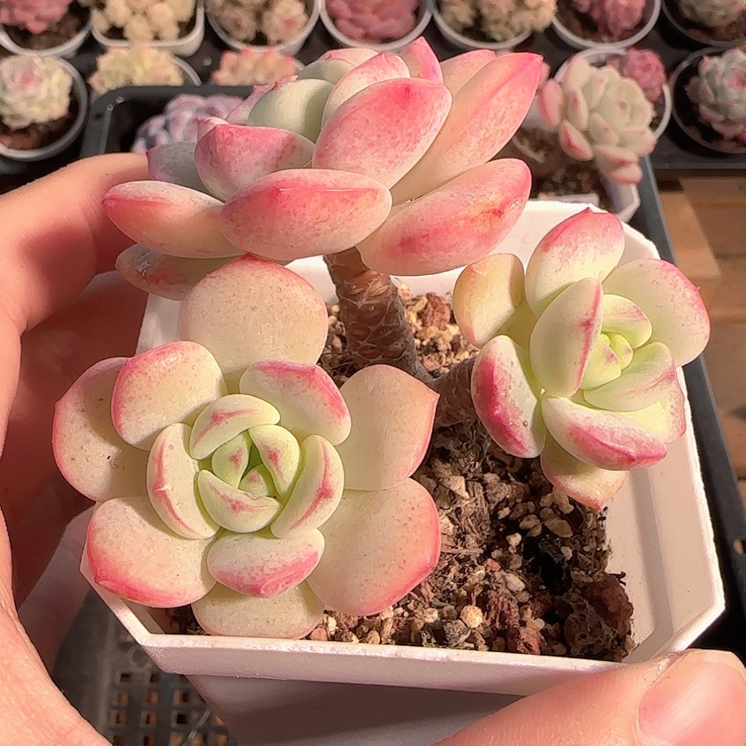 多肉1209-187香草小老桩