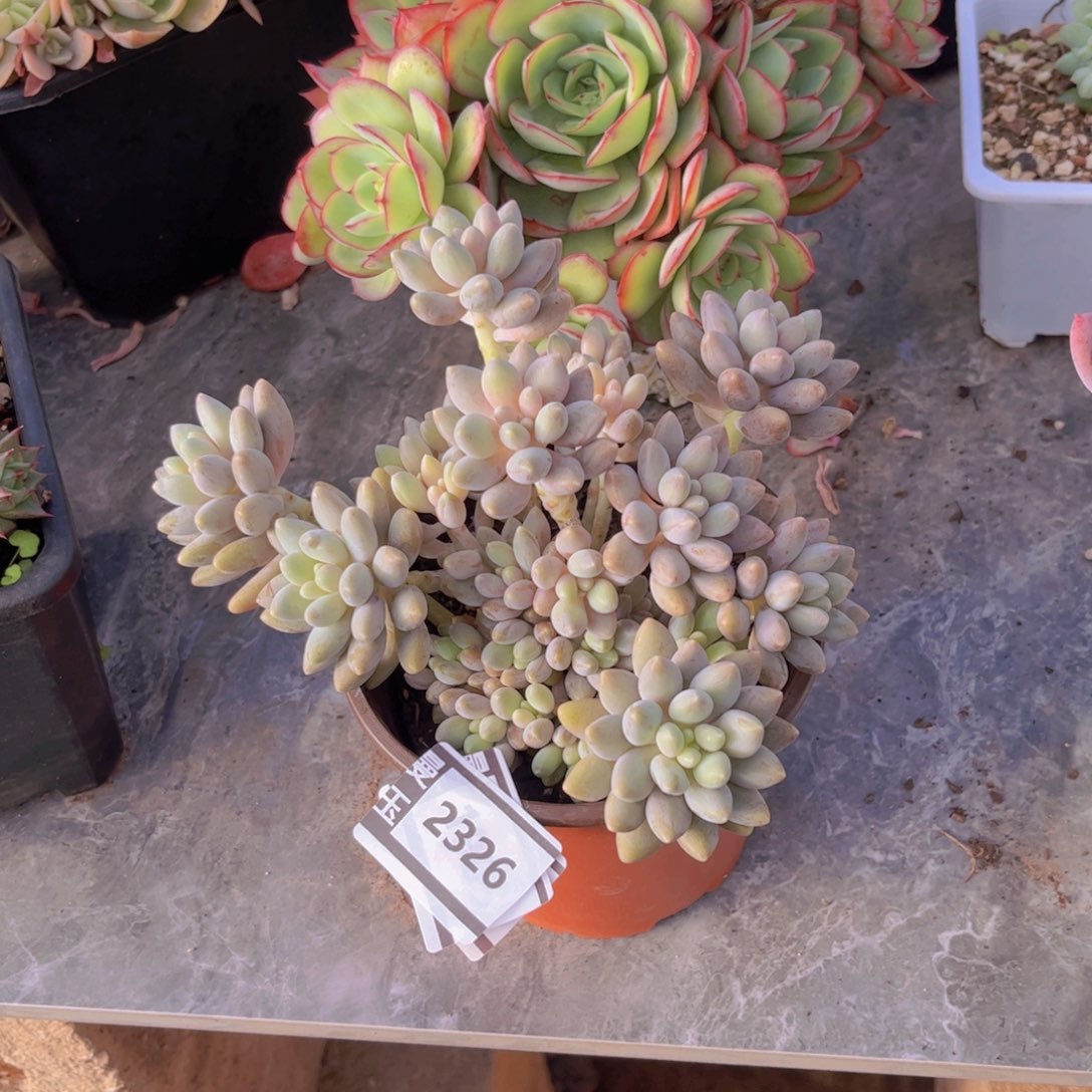 星黛露多肉植物2326