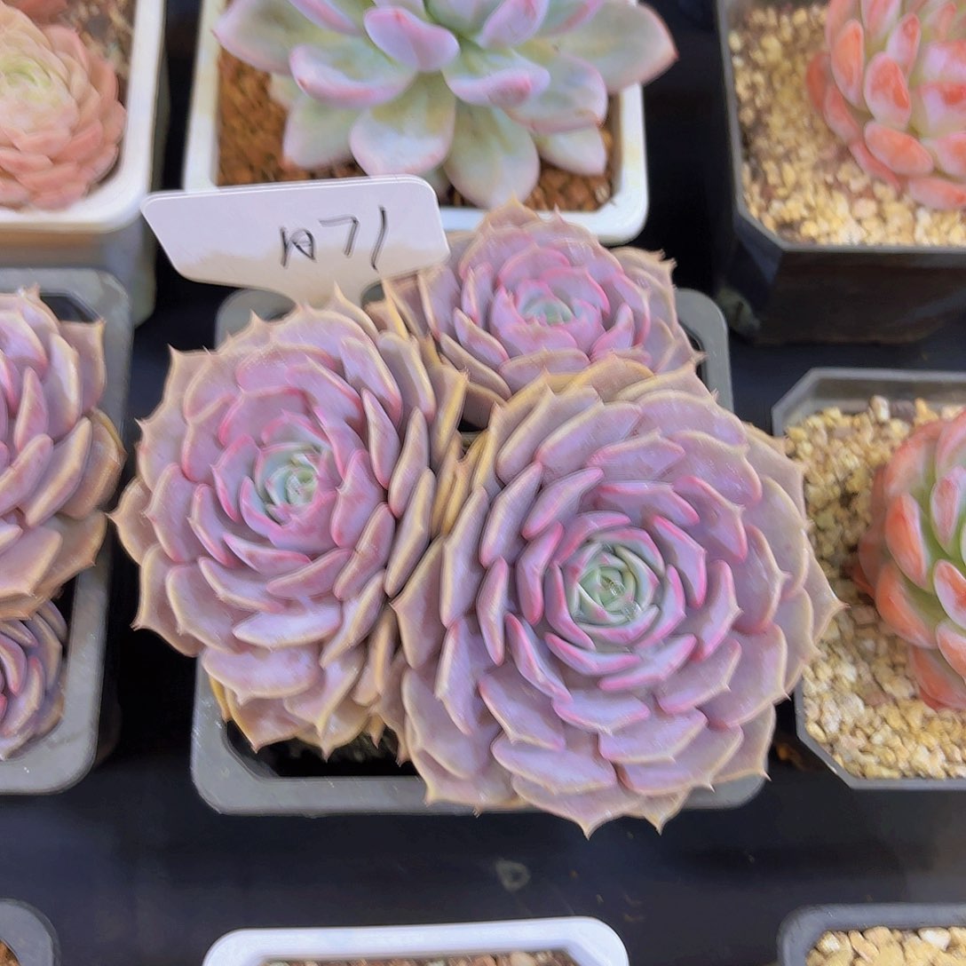 M***I云南金致家精品多肉