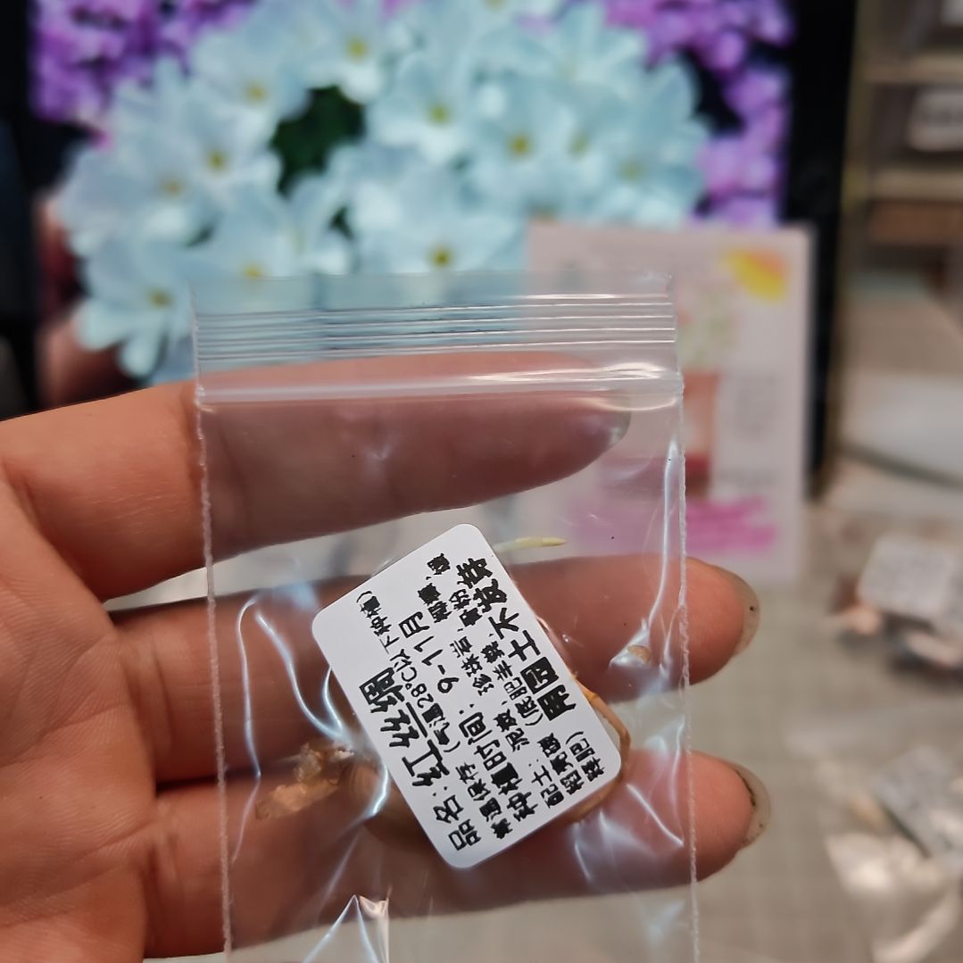 牛****酢浆草早花纤细红丝绸