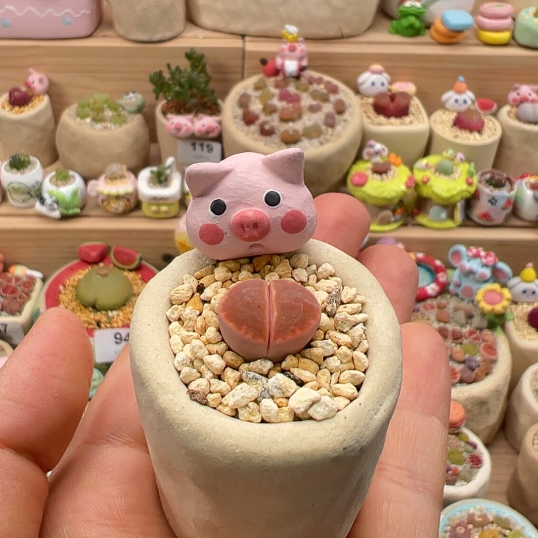 多肉植物的130号屁屁花