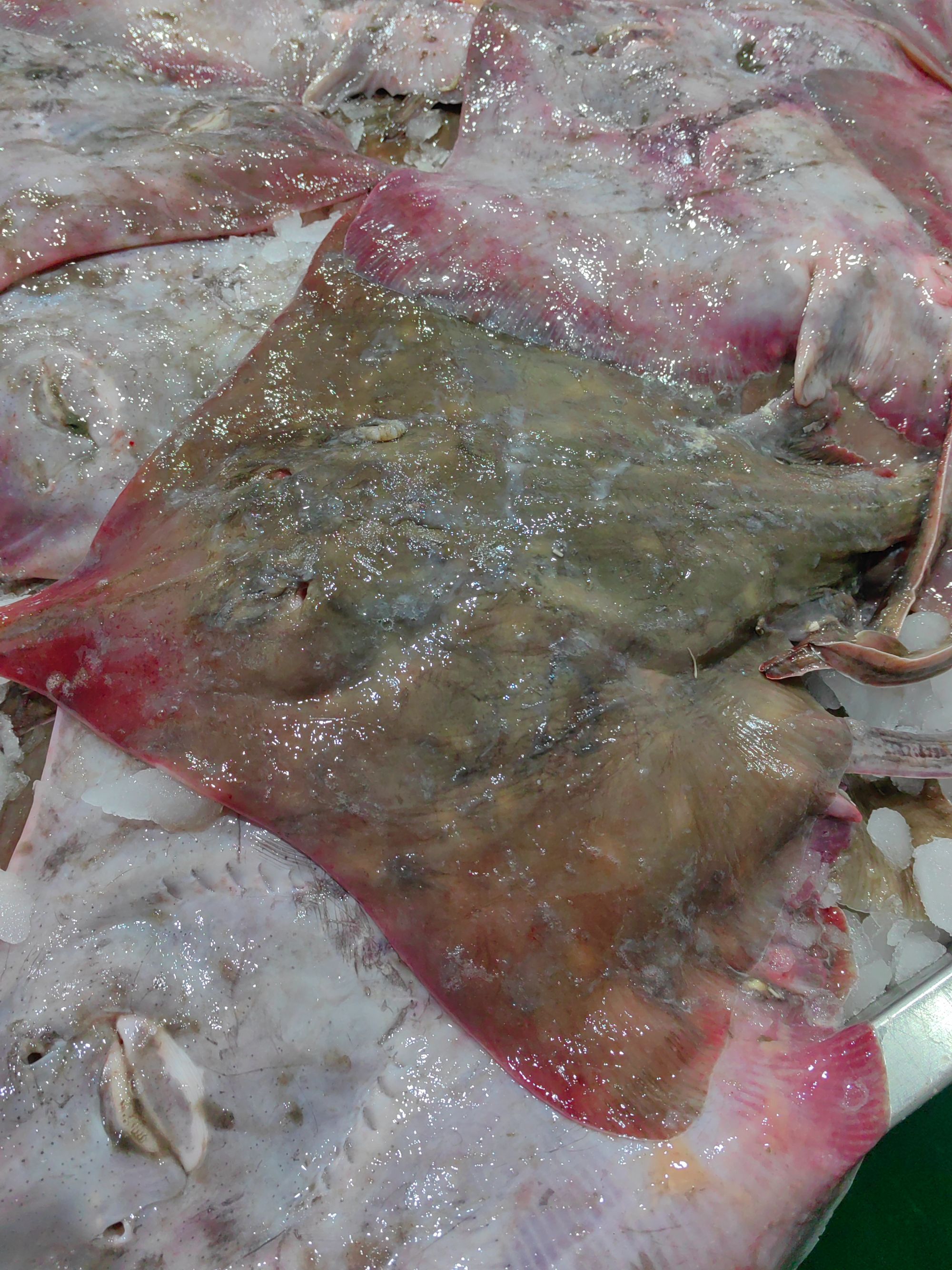 大连海鲜 本地老板鱼2.8-3.2斤共（一条）