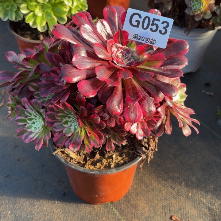 瑞妈，。。。。053同花顺