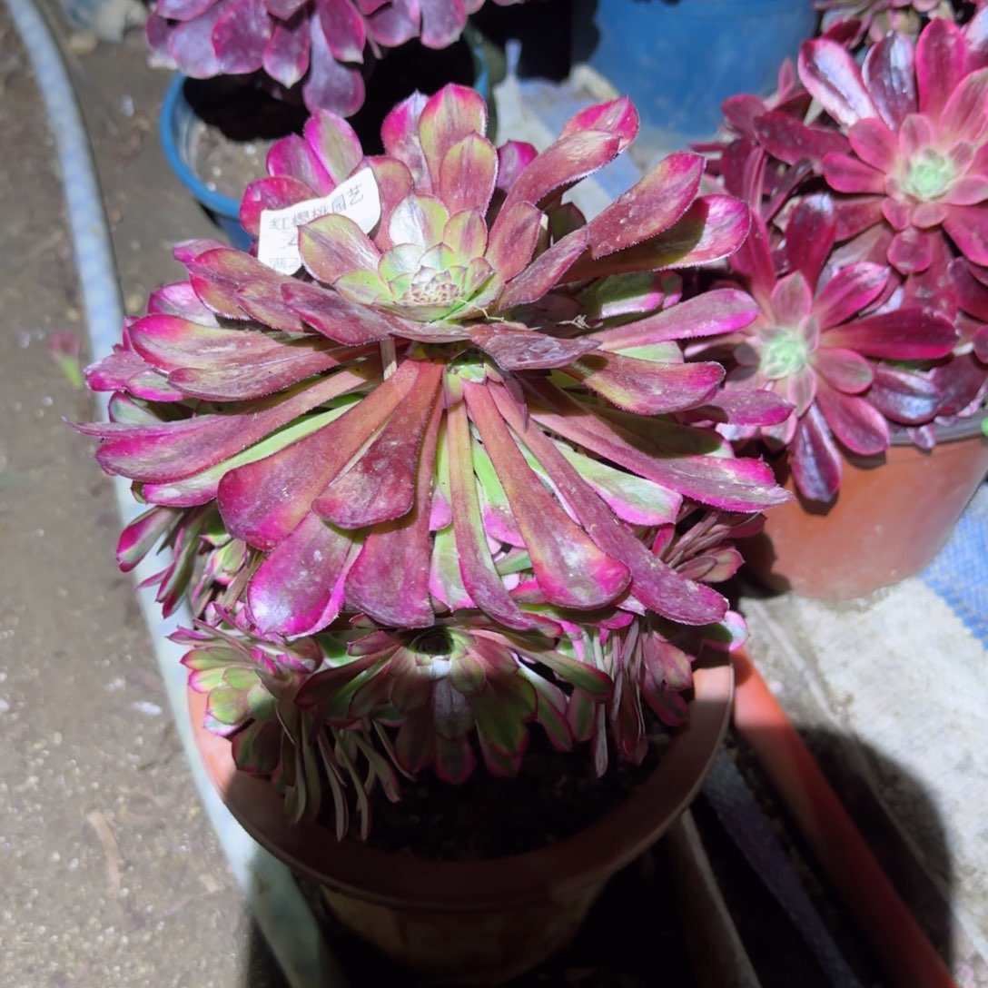 祝融法师多肉452