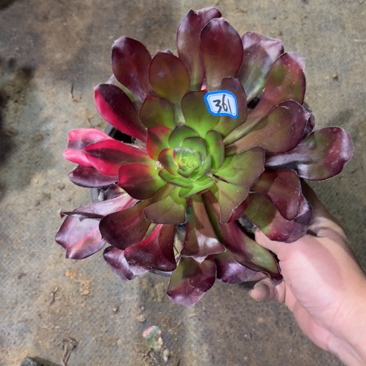 一物一拍巫毒花脸361多肉