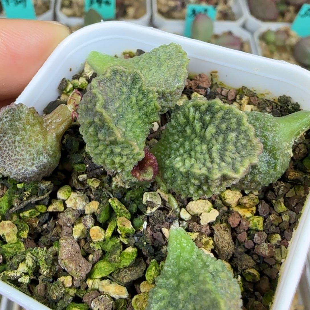实生叶片，盆里的，图为母本