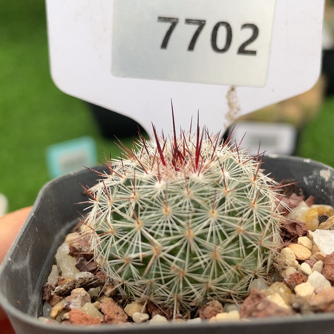 与***约7702 乳突实生裸根清货满 39 包邮，非偏远地区