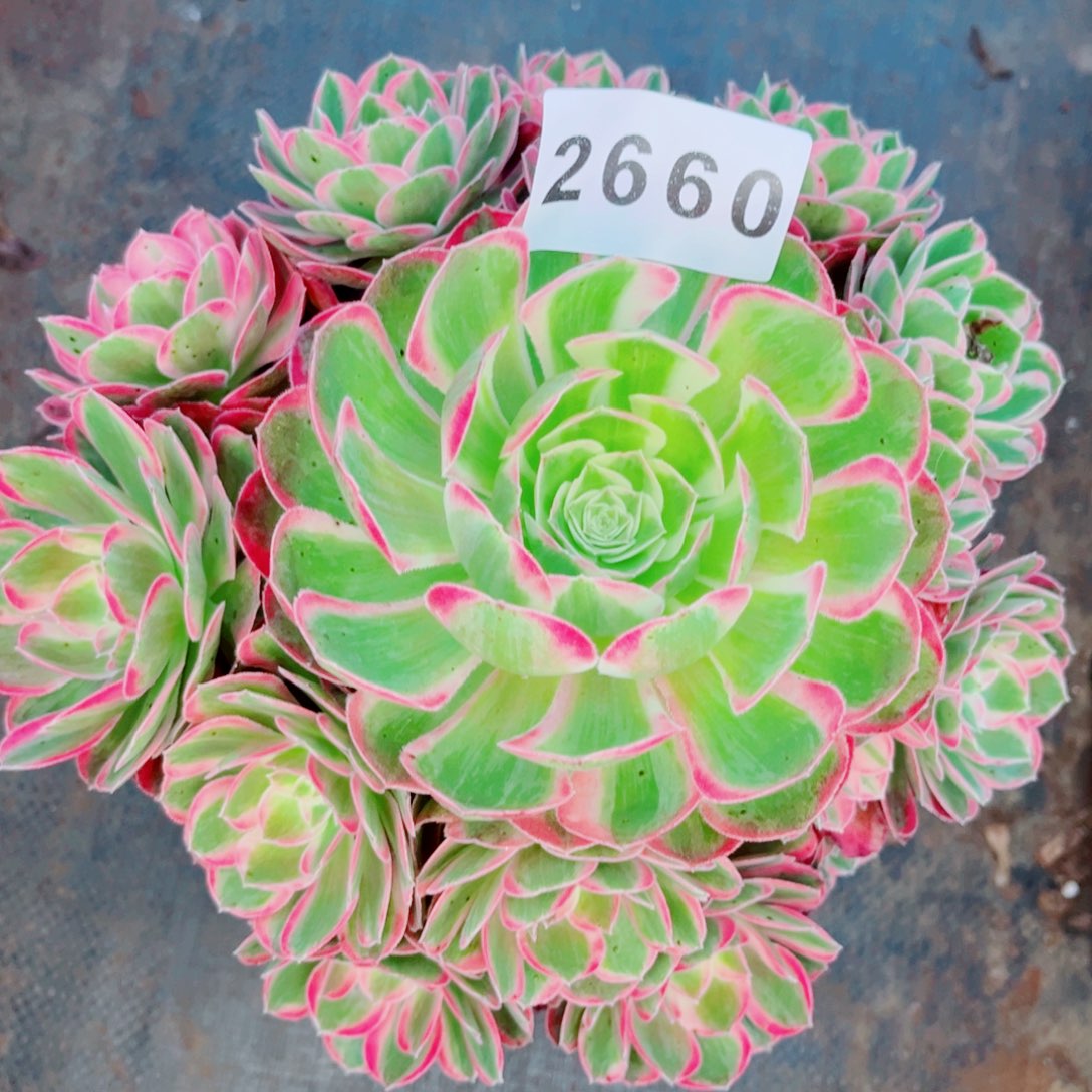 新品粉孔雀翎特价多肉