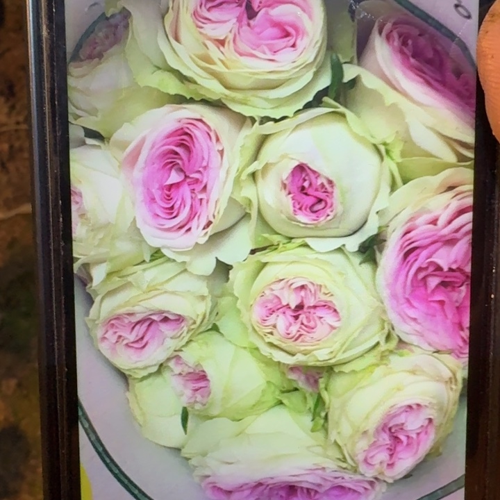 无花朵冰淇淋一加