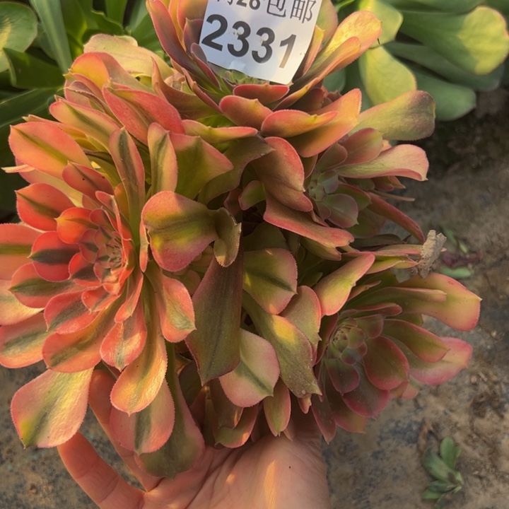 2331南香妃多肉植物