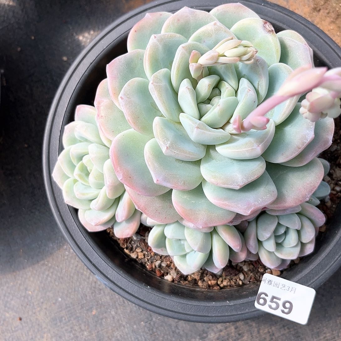 阿雅园艺。   659不售后