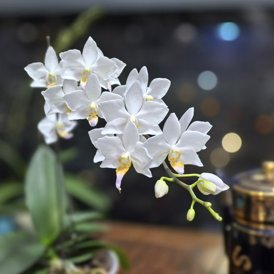 白残雪｜2.5寸蝴蝶兰花苗