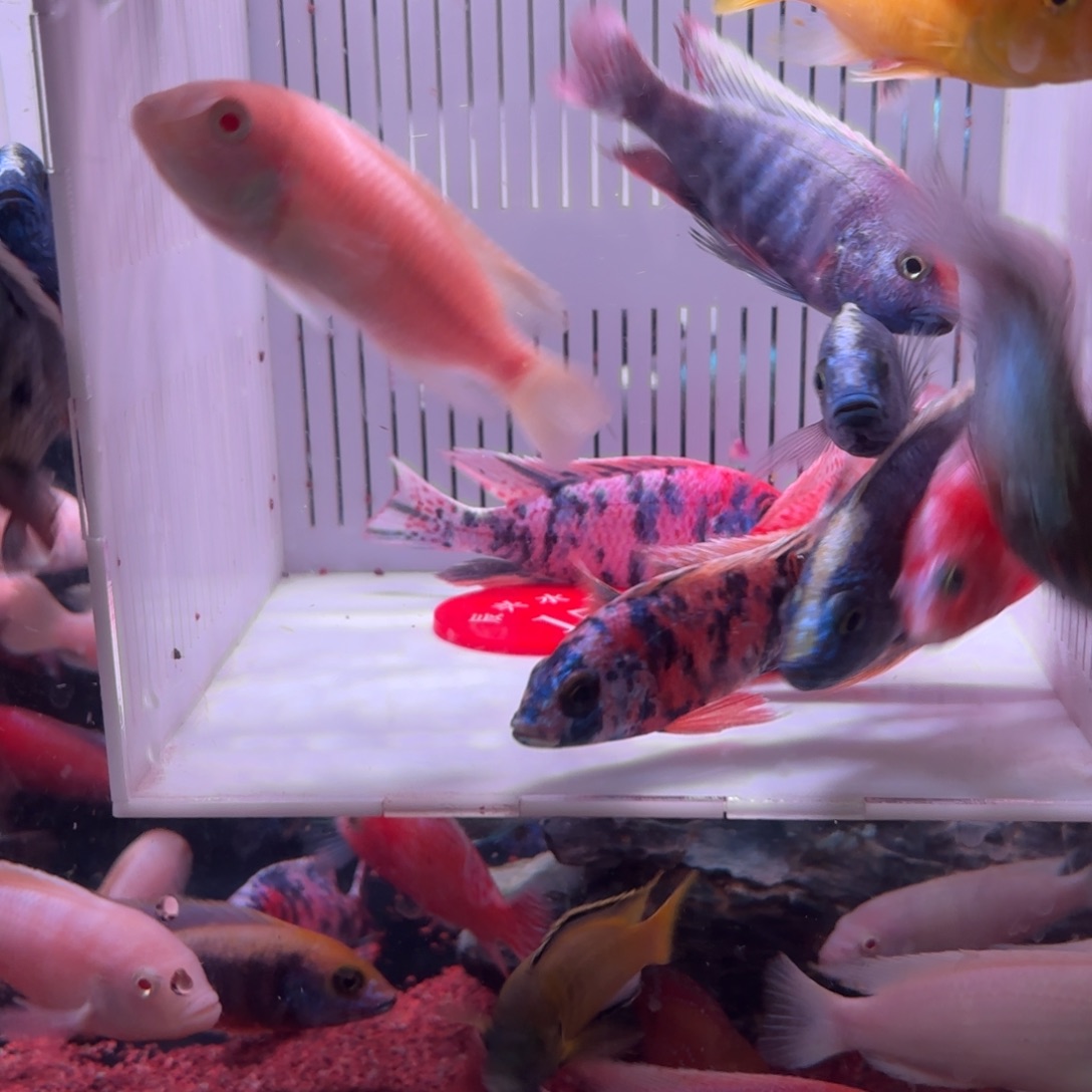 慈鲷鱼直播15号10送2备损