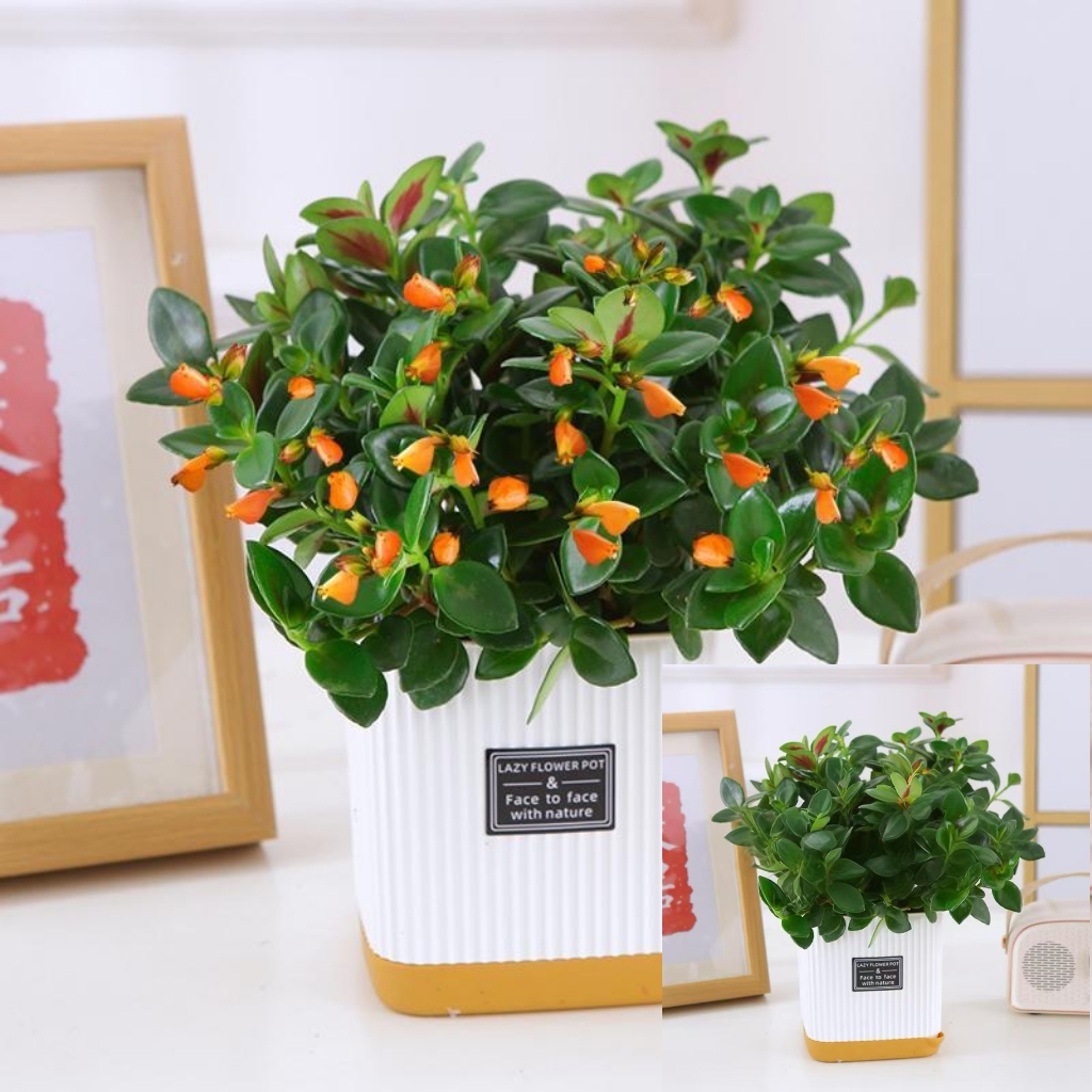 高档金鱼吊兰花耐寒耐热植物室内阳台客厅吸甲醛易活花卉绿植盆栽