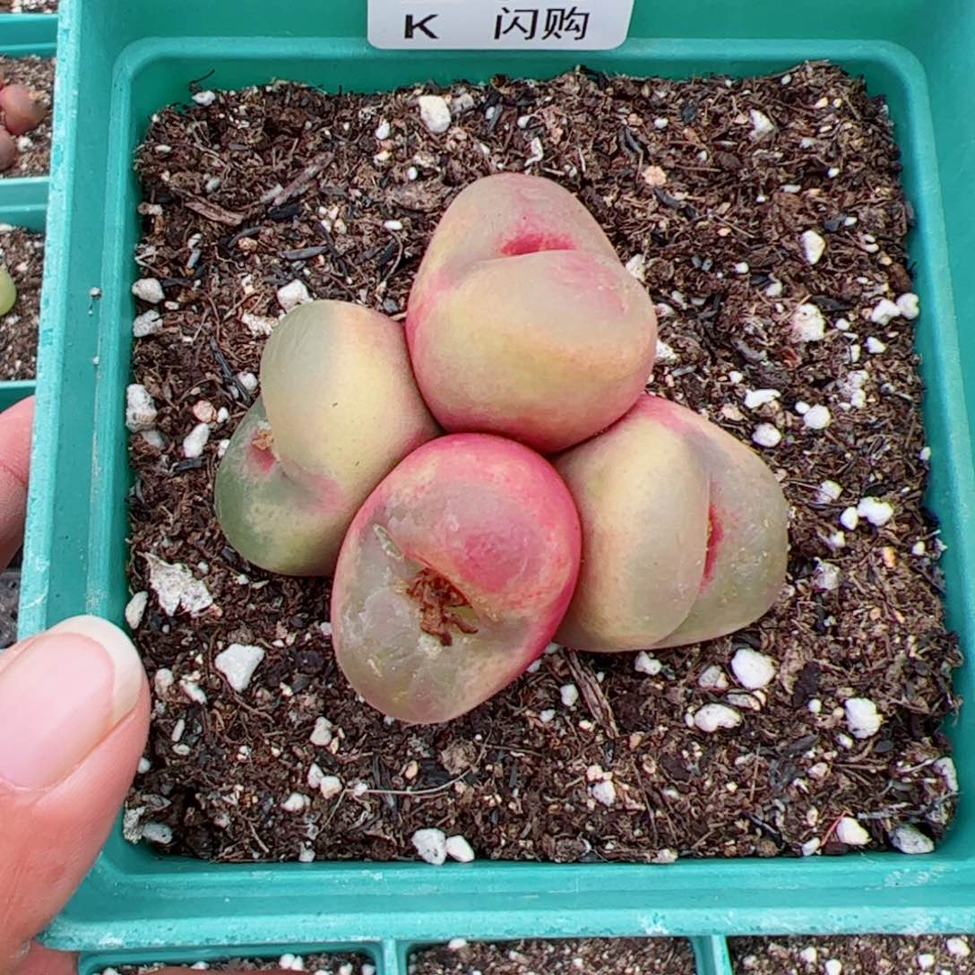 无花朵轩*我很喜欢这个K201