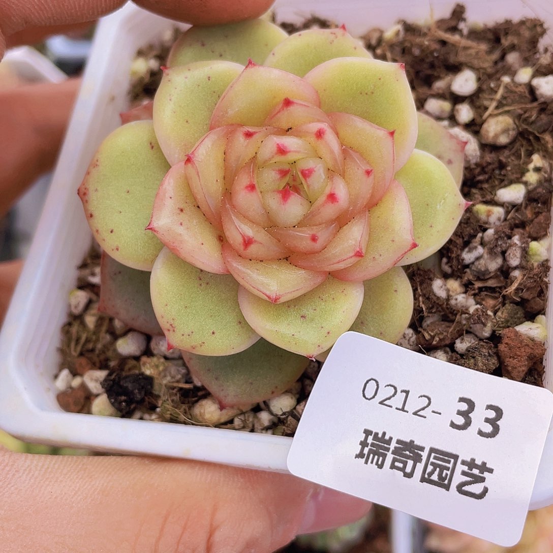 00000000000000033量拍