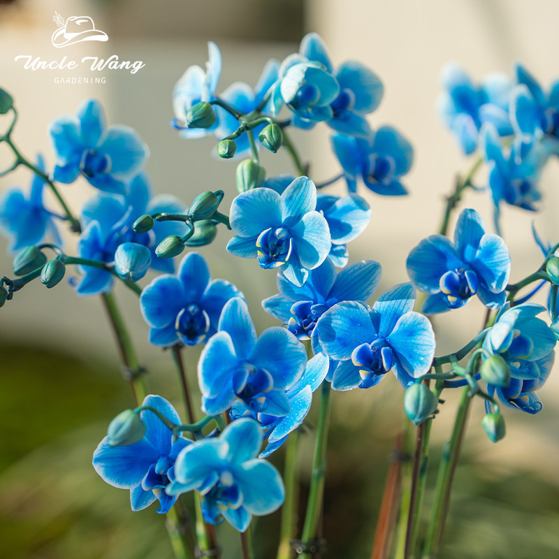 种花王大爷 蝴蝶兰【马卡龙蓝色】阳台客厅观赏花卉四季好养美观