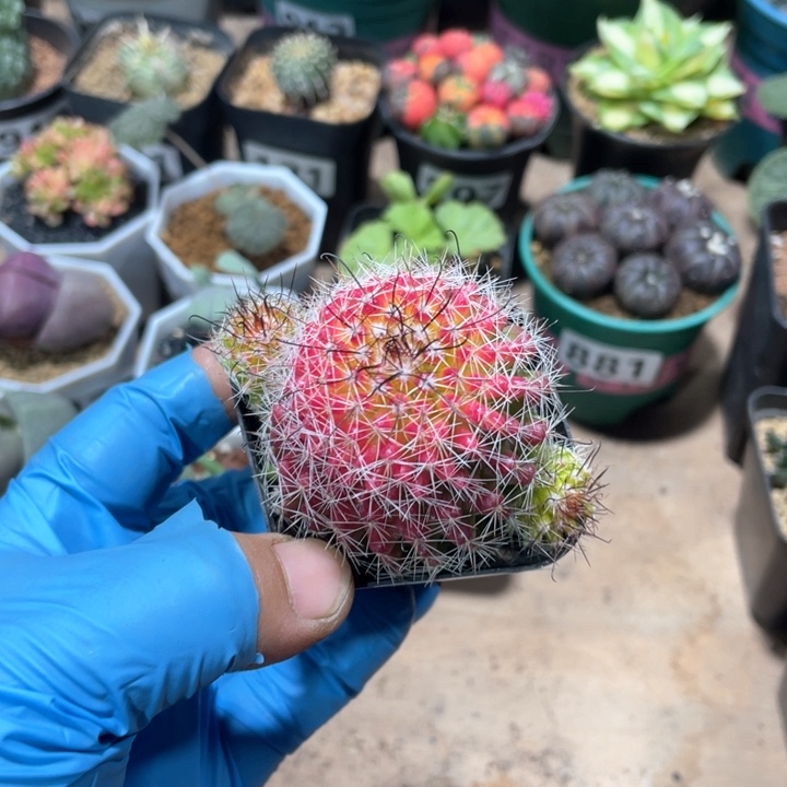 961红娜丸仙人球