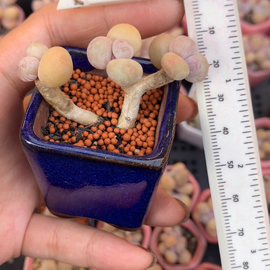 黄金鸡蛋大叶奶大叶奶