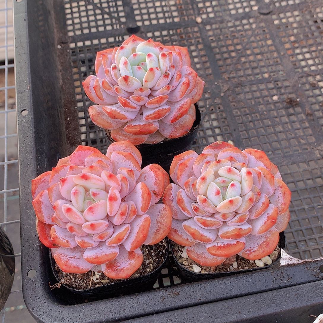 三颗玉肤绒2345667788