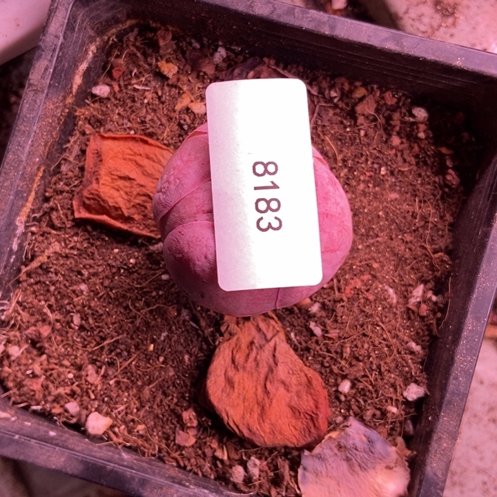 *****8183山地玫瑰花群