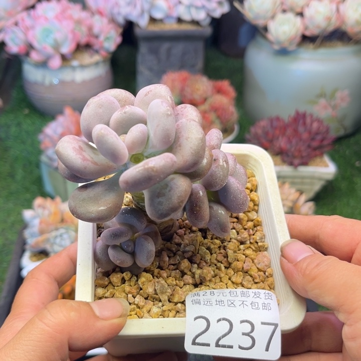 大2237。vzvxvcbbbbbh