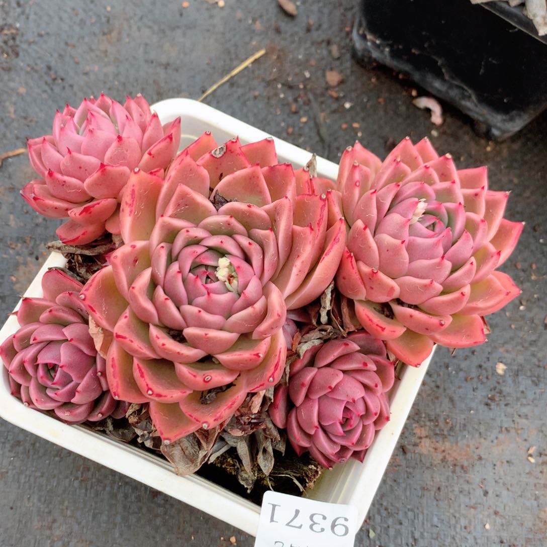 9371新年快乐发发发