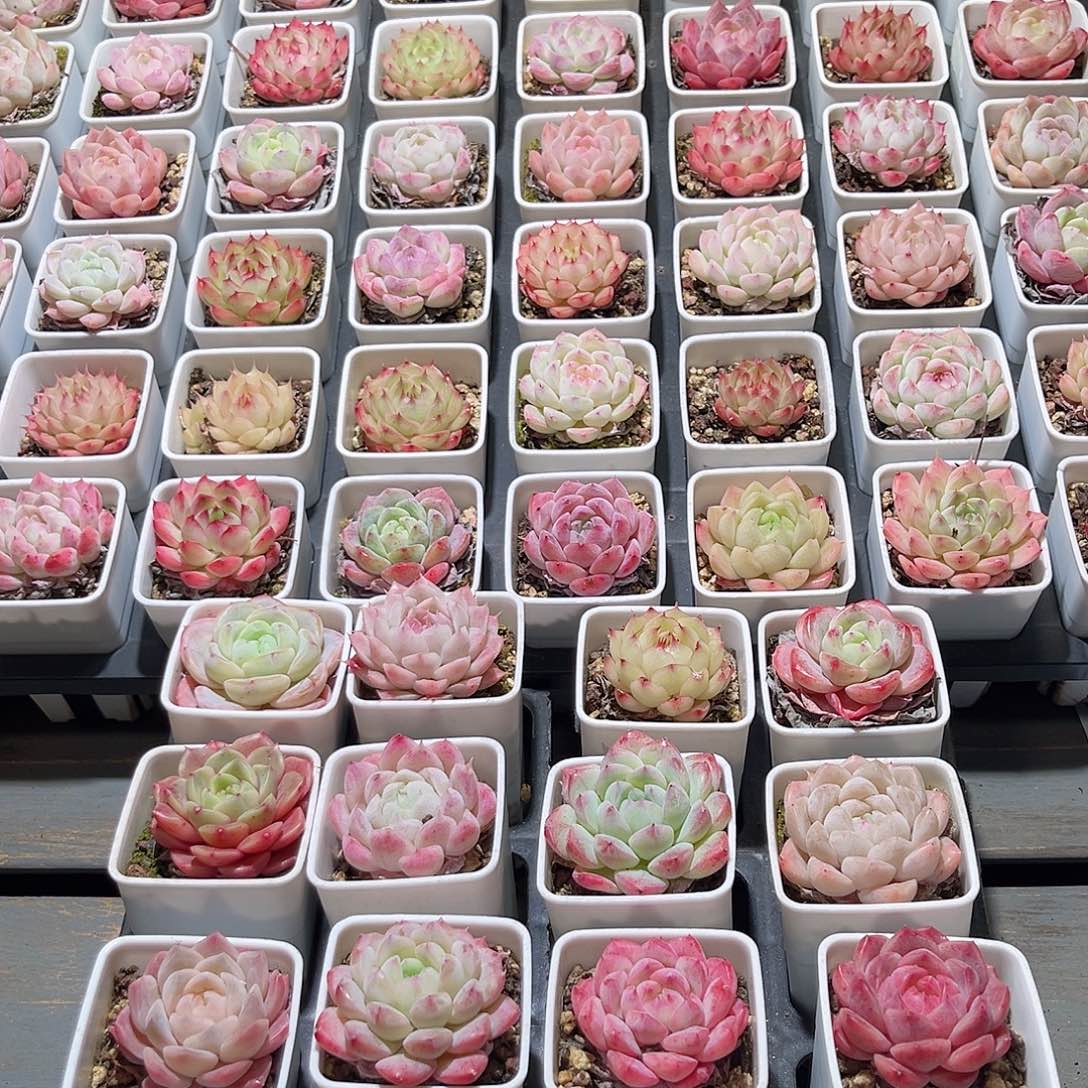 木8颗24.9 5cm口径白方盆含盆含土量拍随机发货