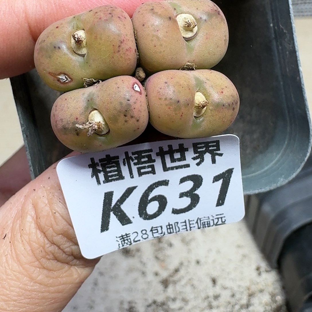 多肉植物的润泽fgj