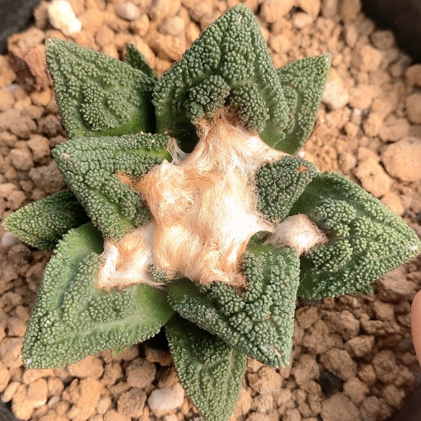 【闪购商品】实生辛顿