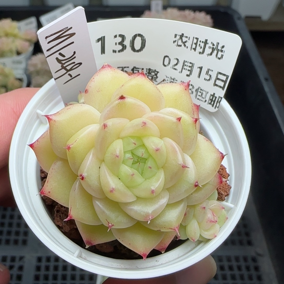 0215-130（M1-249-1）