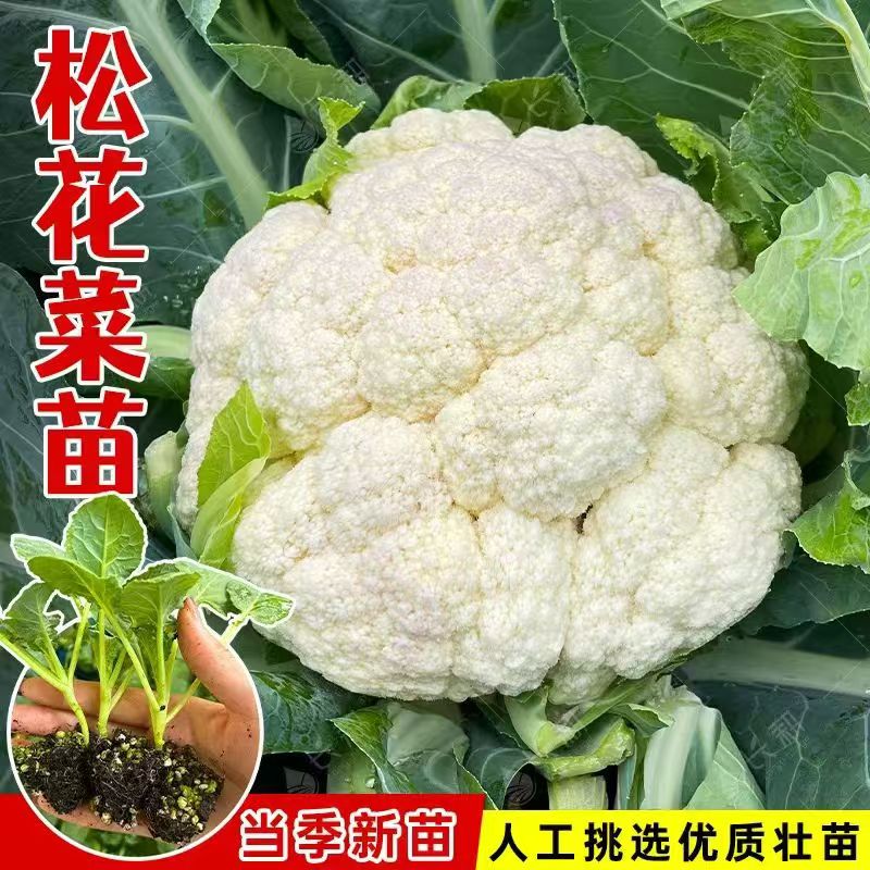 新鲜带土花菜苗青梗松花菜花椰菜秧苗阳台庭院种植