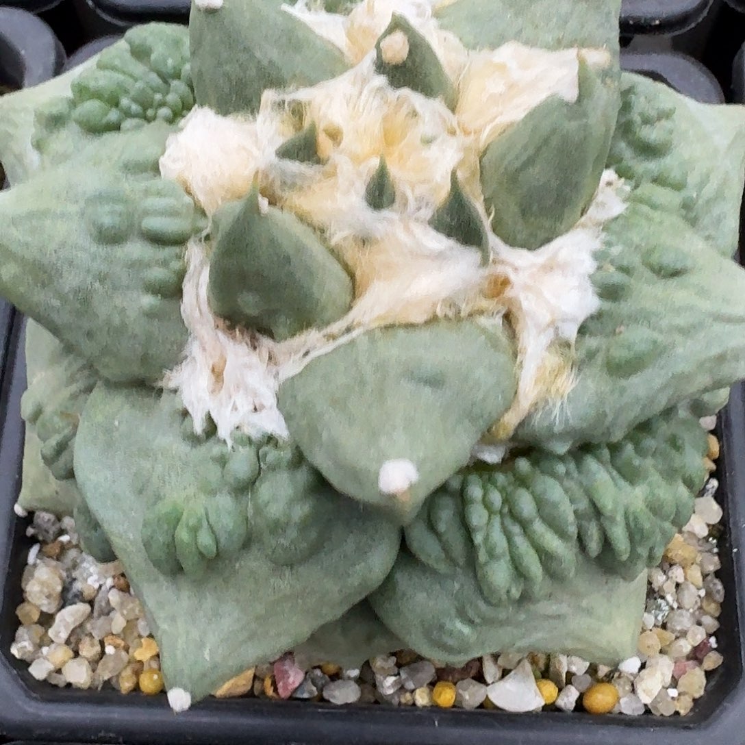 怒涛牡丹仙人球仙人球