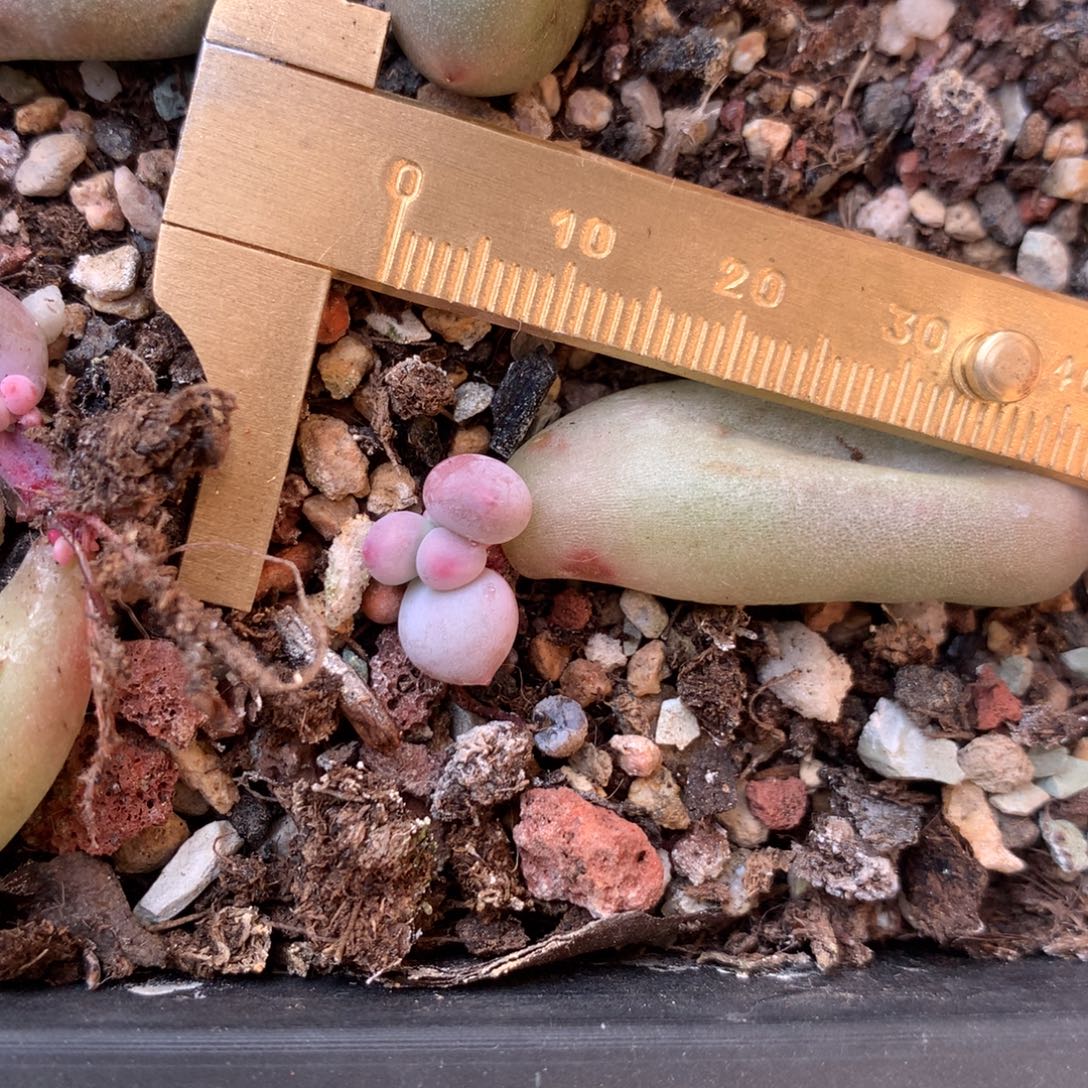 米可奶 不凑满28元发一片叶 不售后 到付