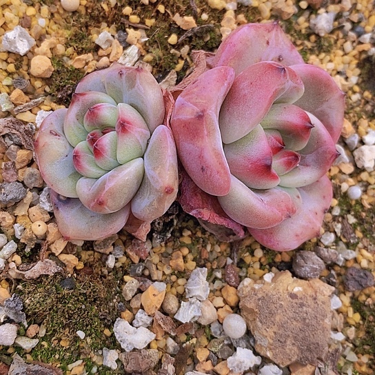 依*964多肉植物老桩