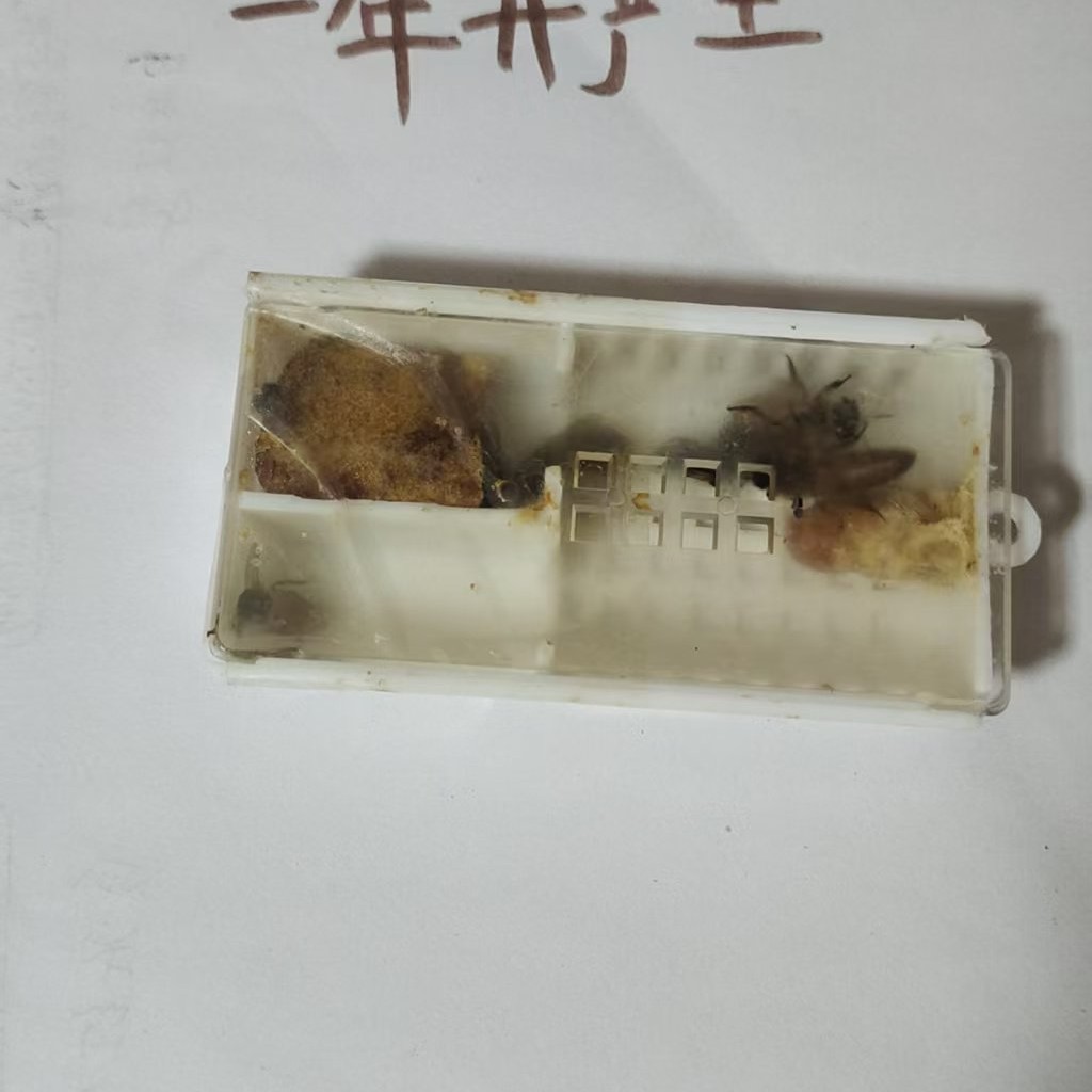 中蜂王一年半老王 