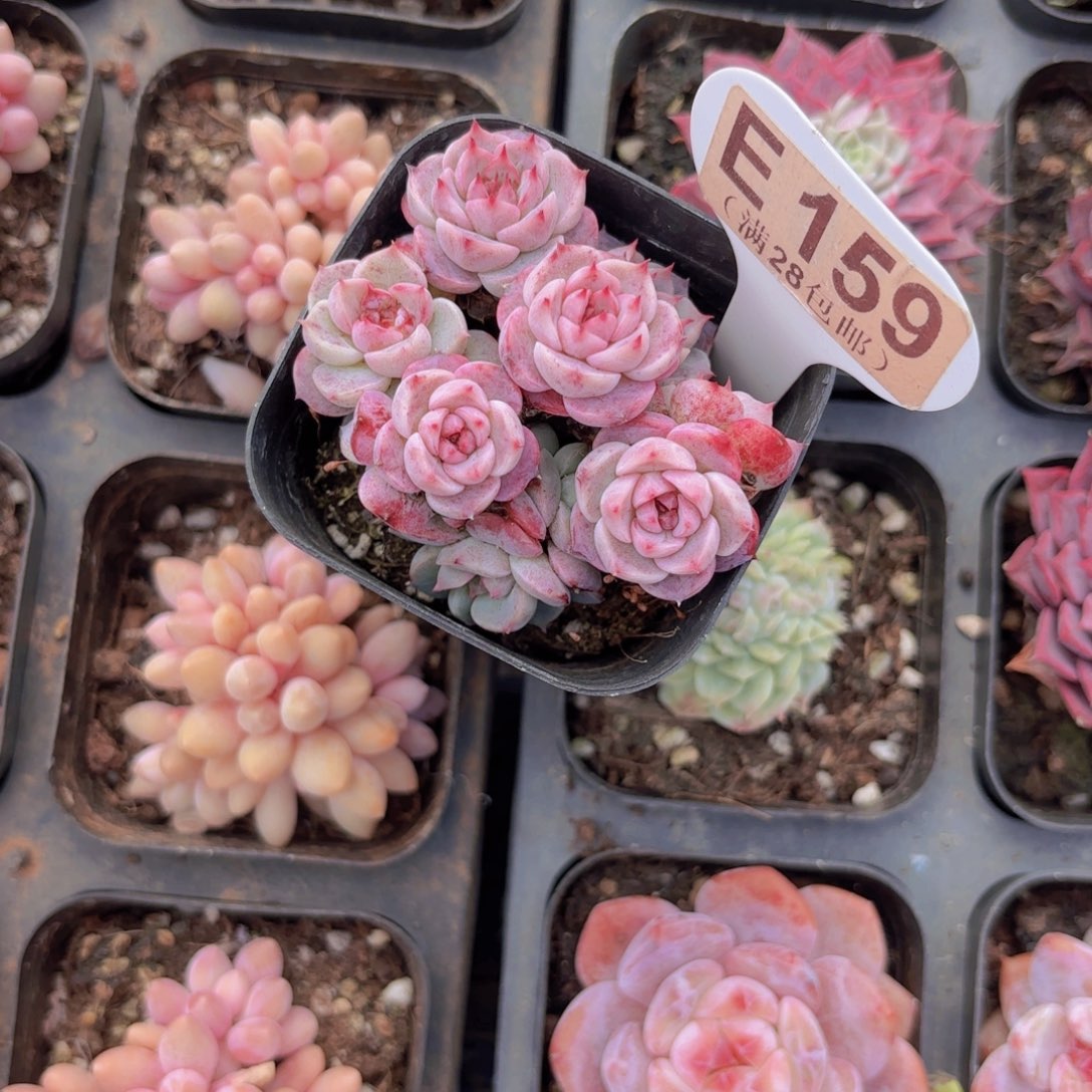 E159蓝孔雀一物一拍