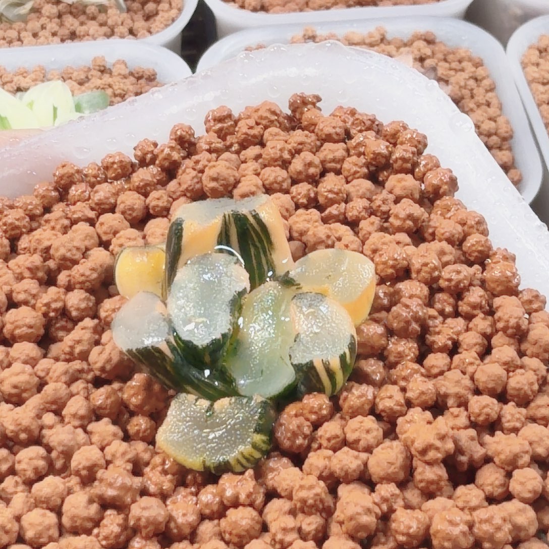 无花朵十二卷大明湖万象锦