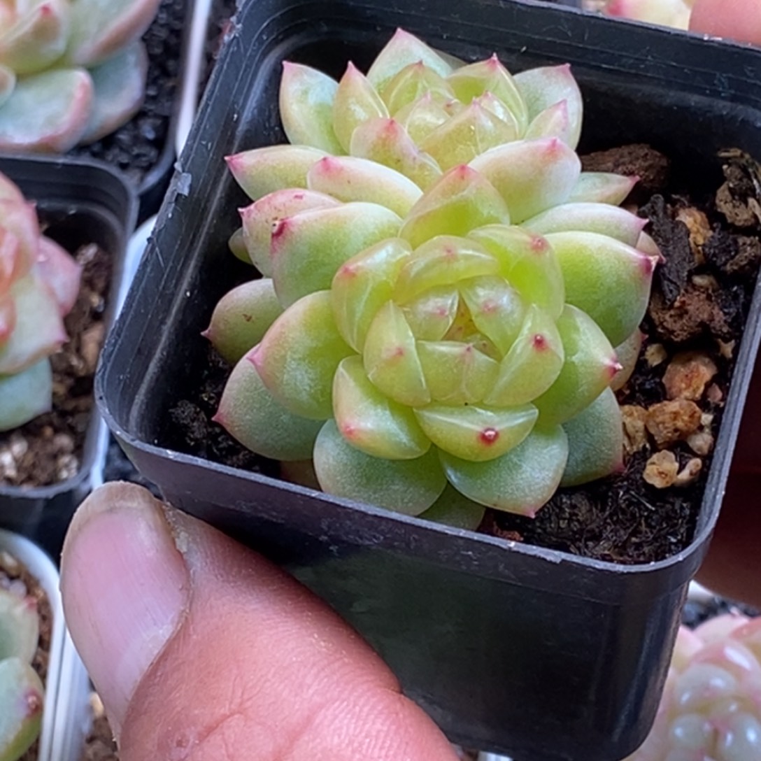 天官赐福百无禁忌