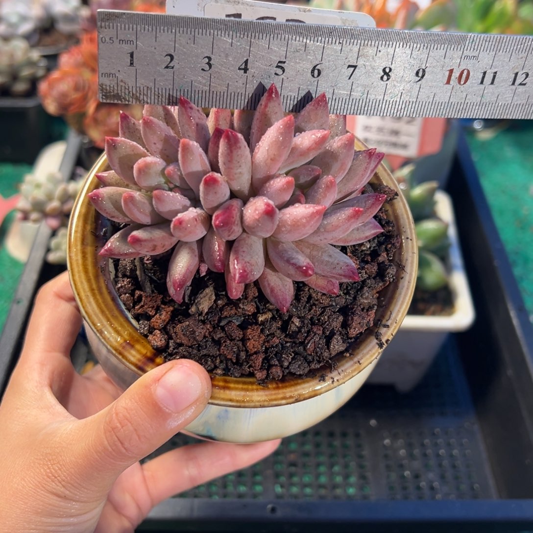 表妹精品多肉植物163.