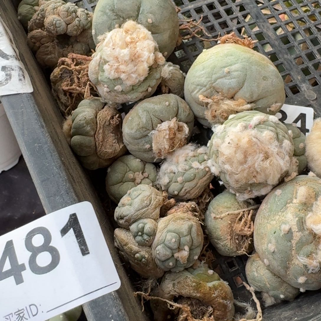 【闪购商品】叫**驴福利一筐大尤皱尤鲜481