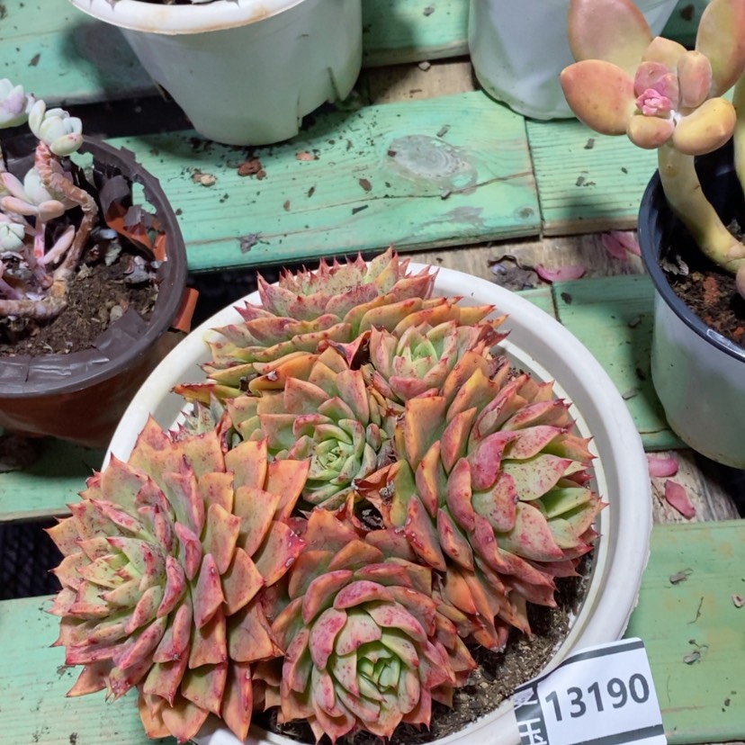 【闪购商品】贝拉多娜13190