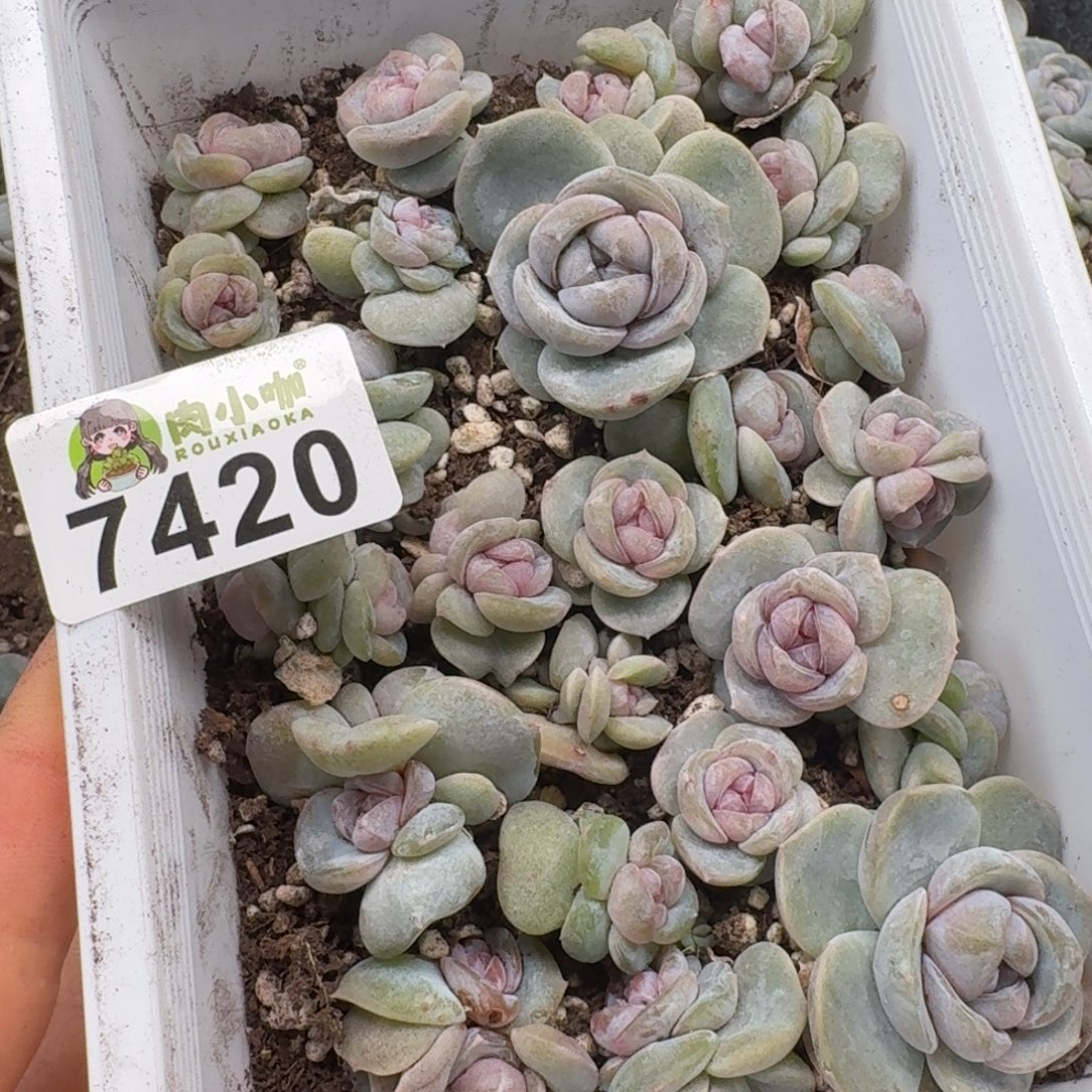 粉***坨多肉植物多肉植物