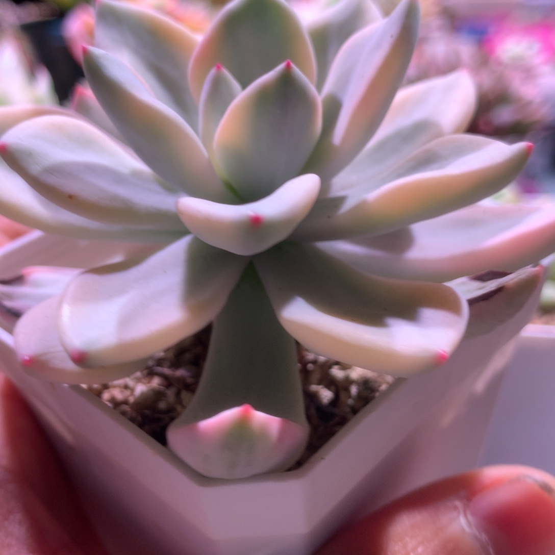 桃夭夭白覆轮锦有根