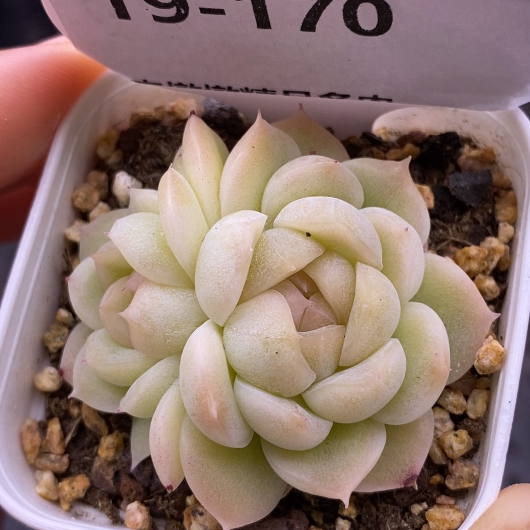 【闪购商品】19-170白吉