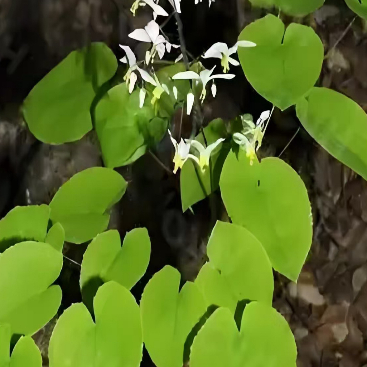 甘肃野生锯齿小圆叶《淫羊藿》新鲜阴干干货