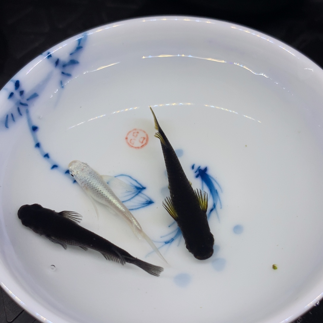 青鳉鱼大浪的青鳉鱼013