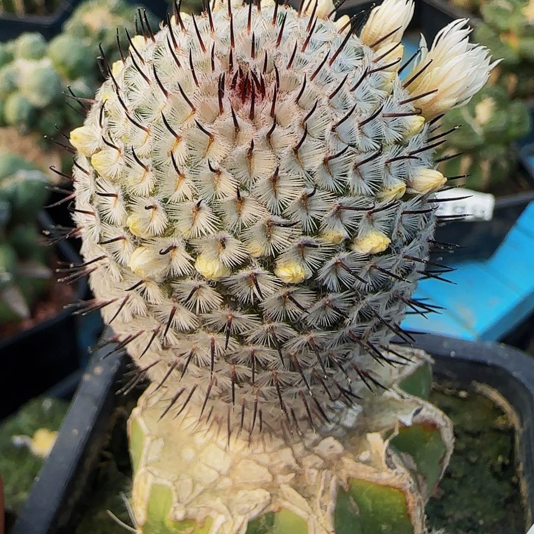 直刺佩雷864仙人球