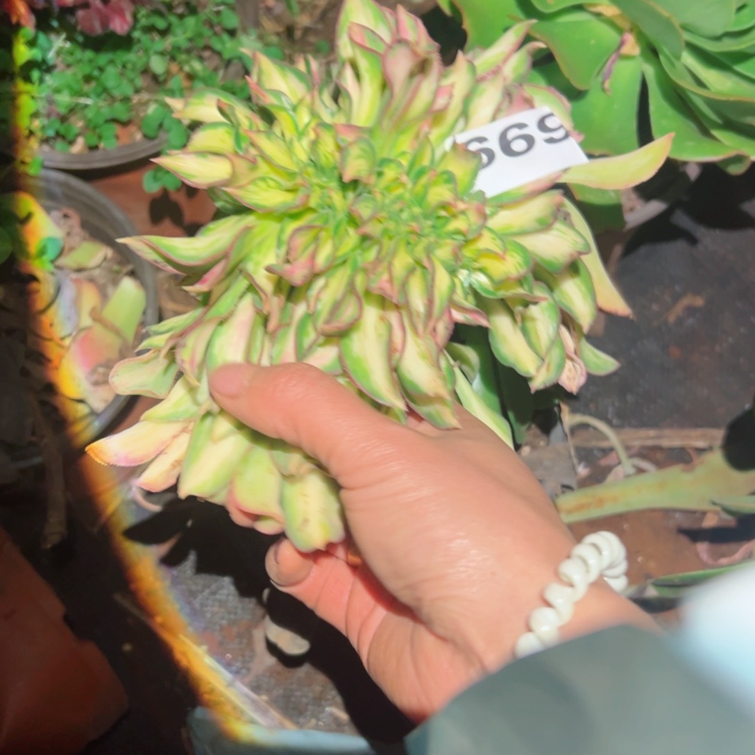 669 号多肉植物法师